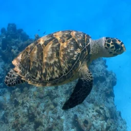 Icono de Turtle Live Wallpaper
